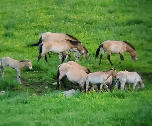 This year’s first foal of Przewalski's horse born in Khustai National Park